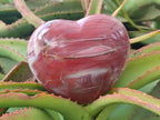 Polished Large Red Podocarpus Petrified Wood Hearts x 2 From Mahajanga, Madagascar - Toprock Gemstones and Minerals 