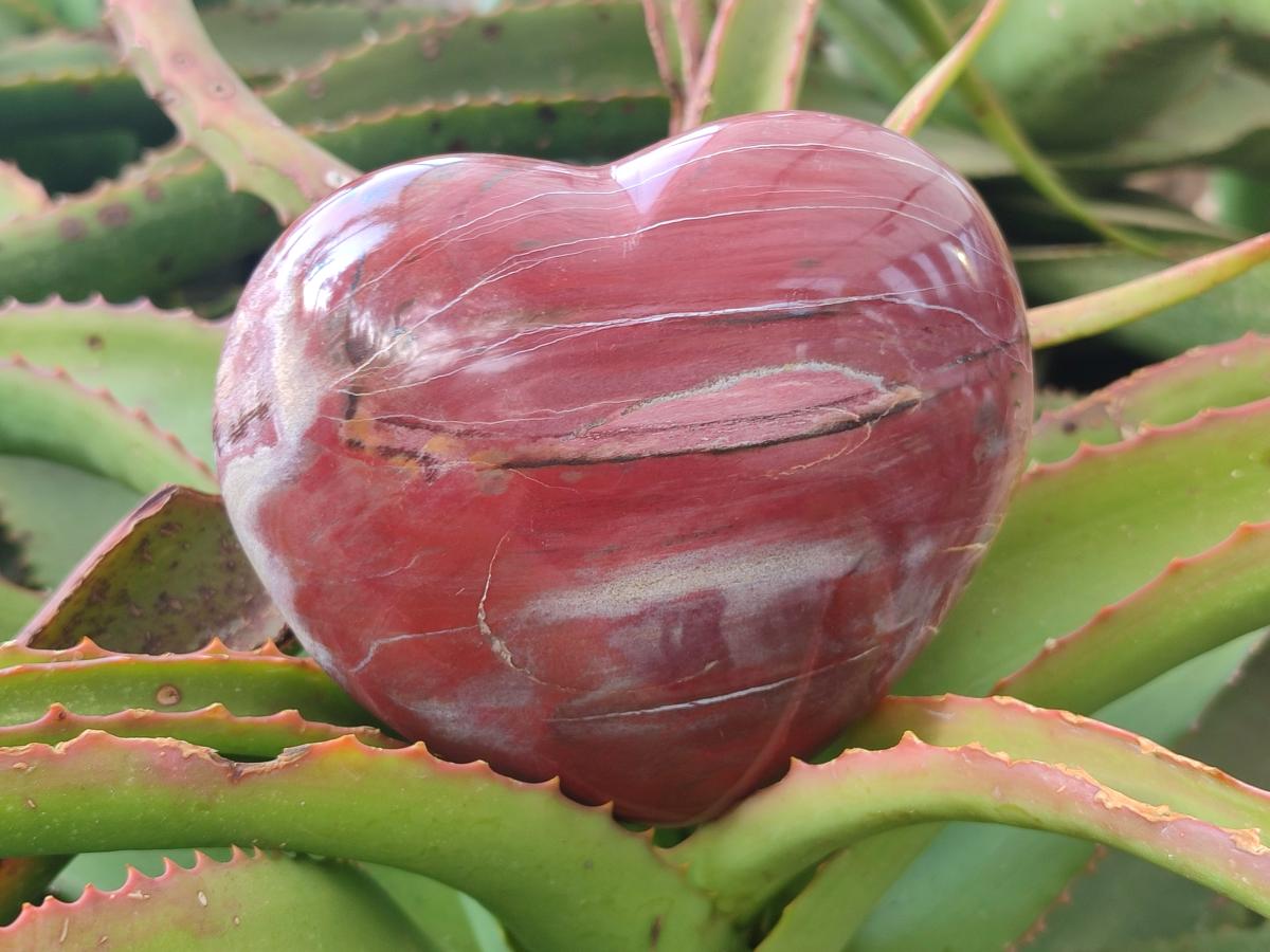 Polished Large Red Podocarpus Petrified Wood Hearts x 2 From Mahajanga, Madagascar - Toprock Gemstones and Minerals 