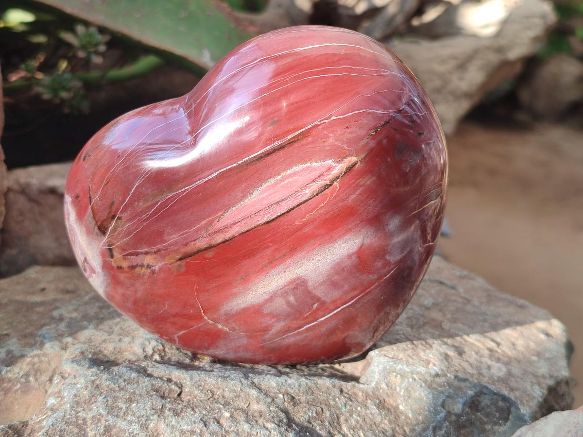 Polished Large Red Podocarpus Petrified Wood Hearts x 2 From Mahajanga, Madagascar - Toprock Gemstones and Minerals 