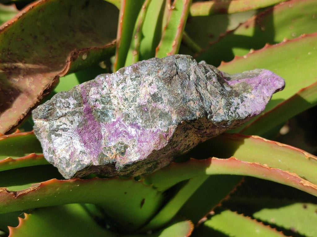 Natural Stichtite Cobbed Specimens x 6 From Barberton, South Africa - Toprock Gemstones and Minerals 