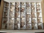 Natural Smokey Window Quartz Crystals x 35 From Brandberg, Namibia - Toprock Gemstones and Minerals 
