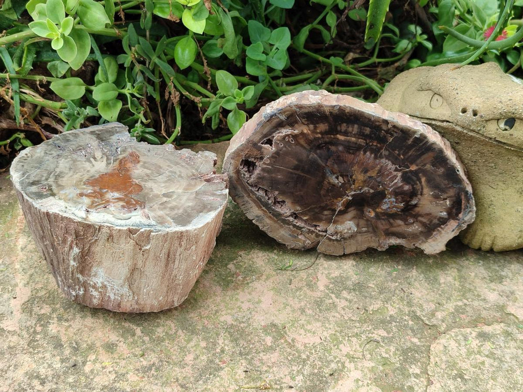 Polished Dadoxylon Petrified Wood Slices x 2 From Gokwe, Zimbabwe - Toprock Gemstones and Minerals 