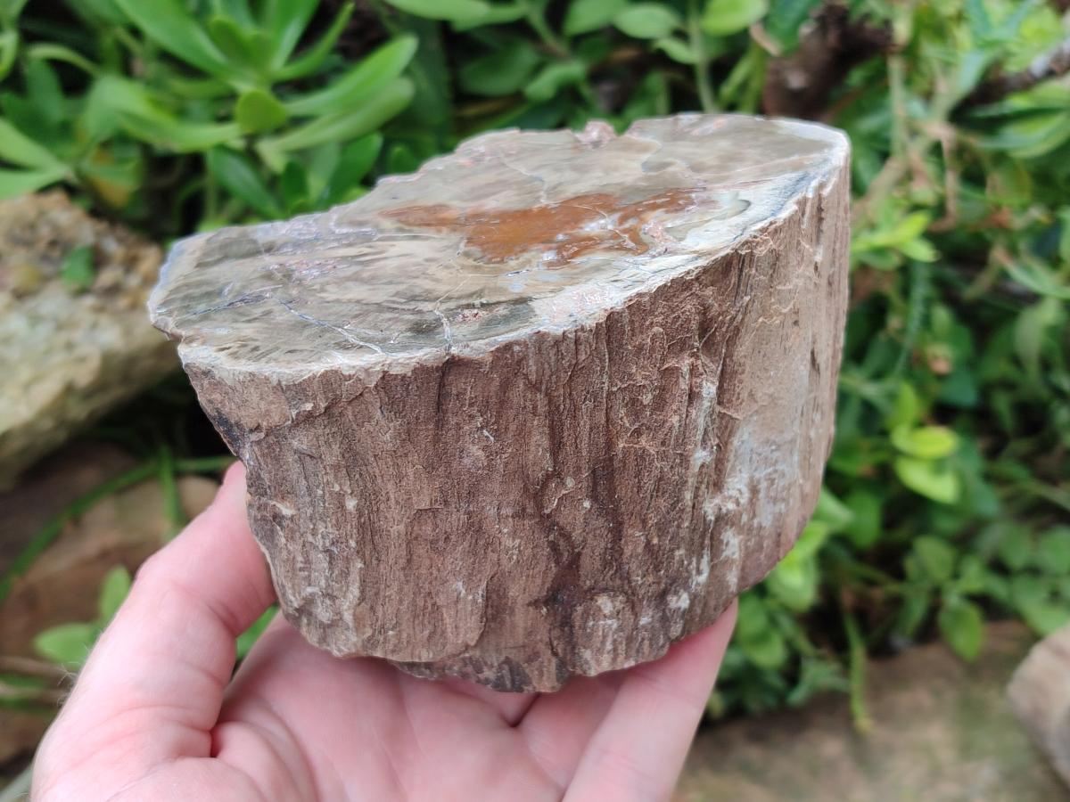 Polished Dadoxylon Petrified Wood Slices x 2 From Gokwe, Zimbabwe - Toprock Gemstones and Minerals 