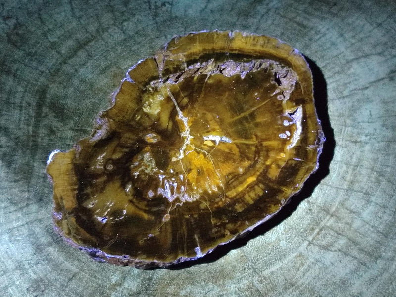 Polished Dadoxylon Petrified Wood Slices x 2 From Gokwe, Zimbabwe - Toprock Gemstones and Minerals 
