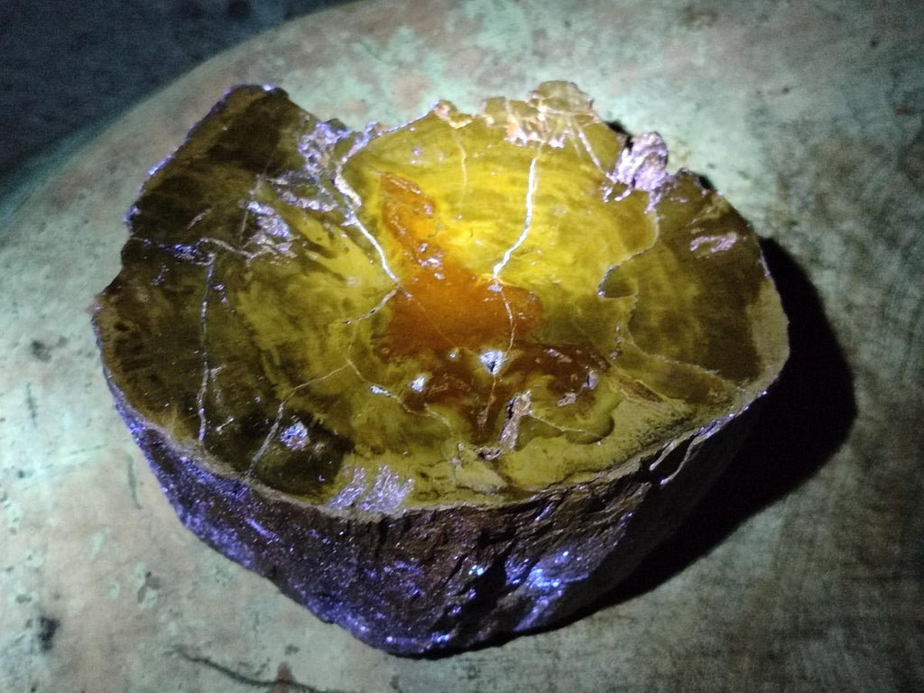 Polished Dadoxylon Petrified Wood Slices x 2 From Gokwe, Zimbabwe - Toprock Gemstones and Minerals 
