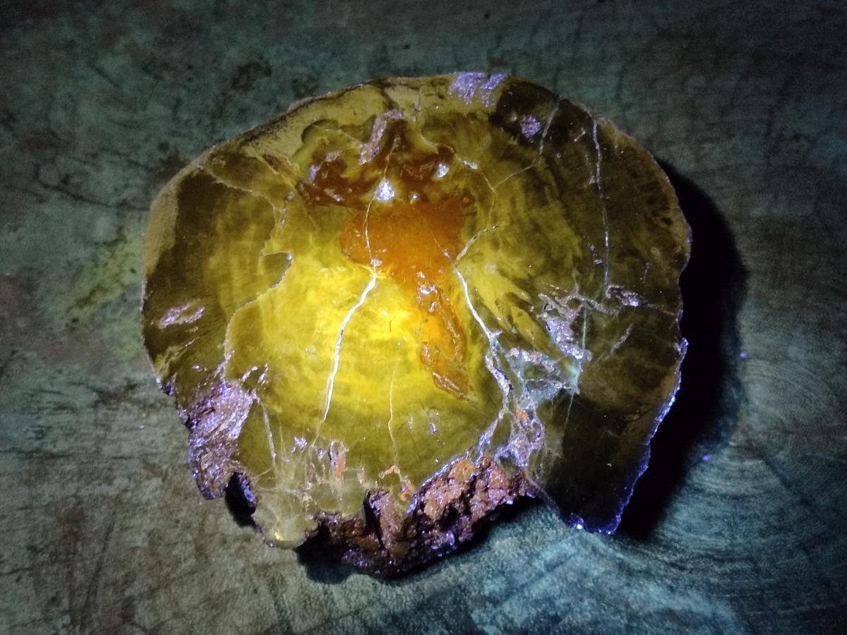 Polished Dadoxylon Petrified Wood Slices x 2 From Gokwe, Zimbabwe - Toprock Gemstones and Minerals 