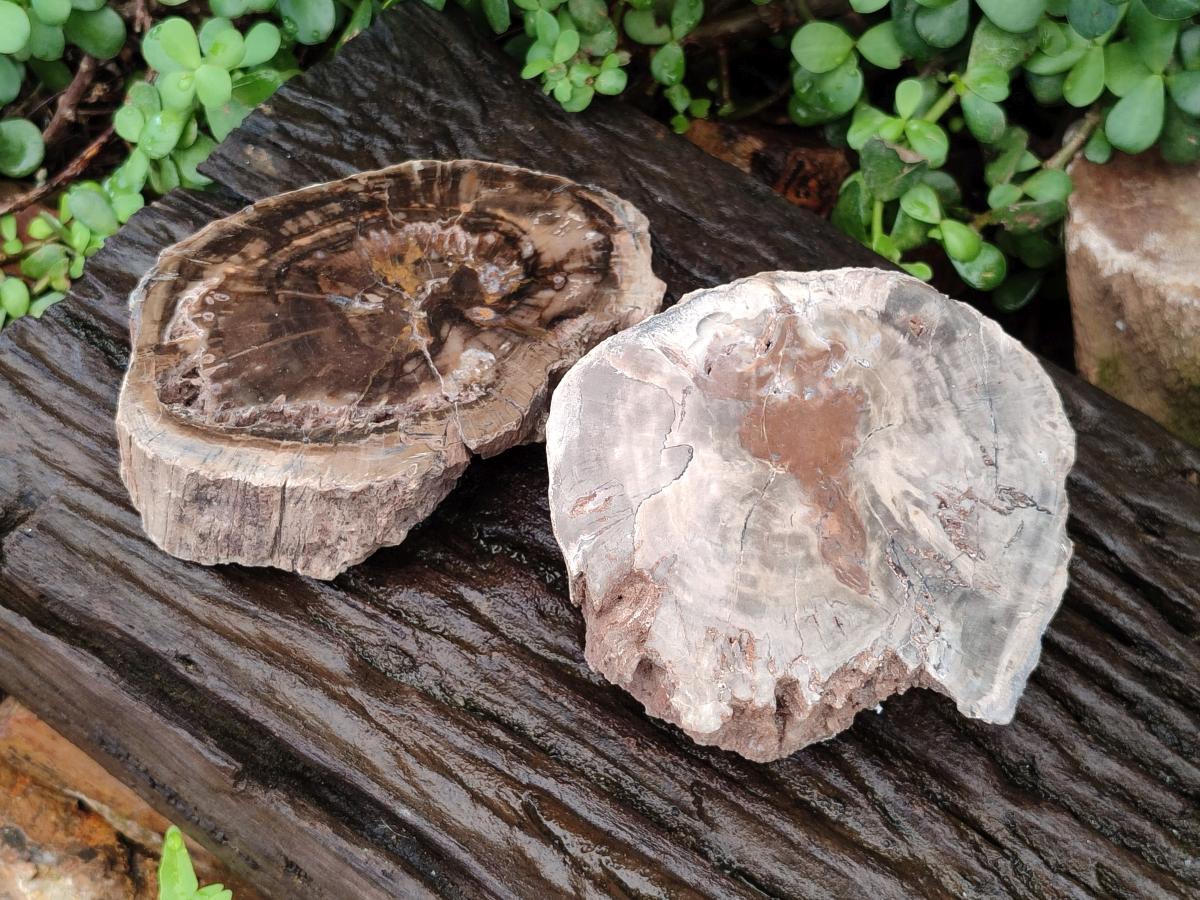 Polished Dadoxylon Petrified Wood Slices x 2 From Gokwe, Zimbabwe - Toprock Gemstones and Minerals 