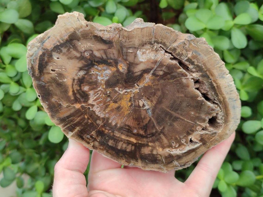 Polished Dadoxylon Petrified Wood Slices x 2 From Gokwe, Zimbabwe - Toprock Gemstones and Minerals 