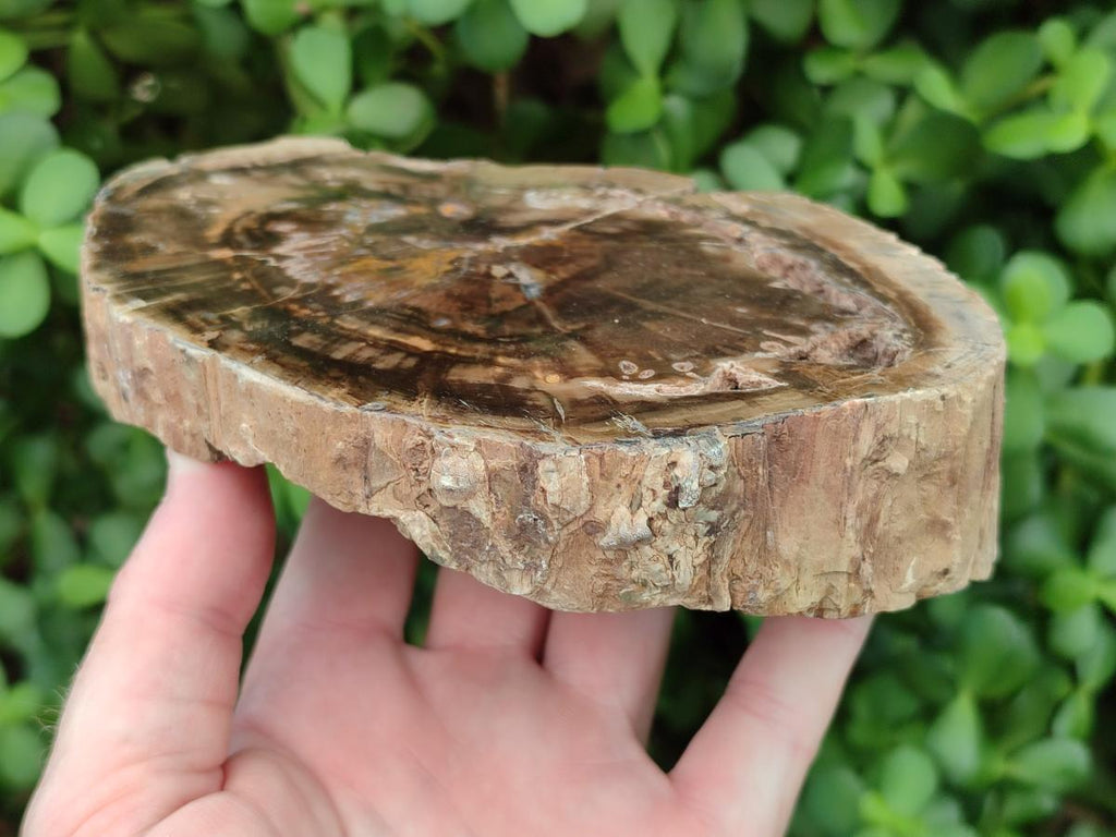 Polished Dadoxylon Petrified Wood Slices x 2 From Gokwe, Zimbabwe - Toprock Gemstones and Minerals 