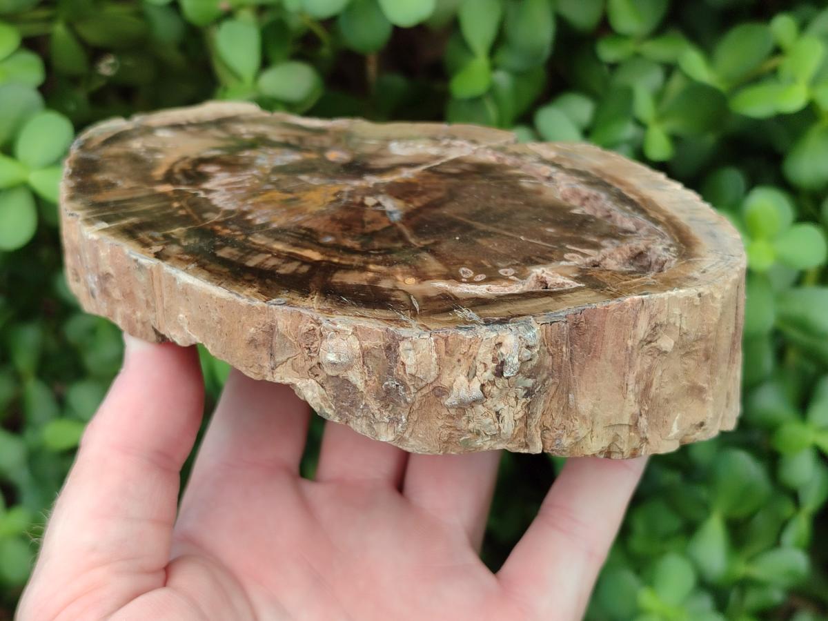 Polished Dadoxylon Petrified Wood Slices x 2 From Gokwe, Zimbabwe - Toprock Gemstones and Minerals 