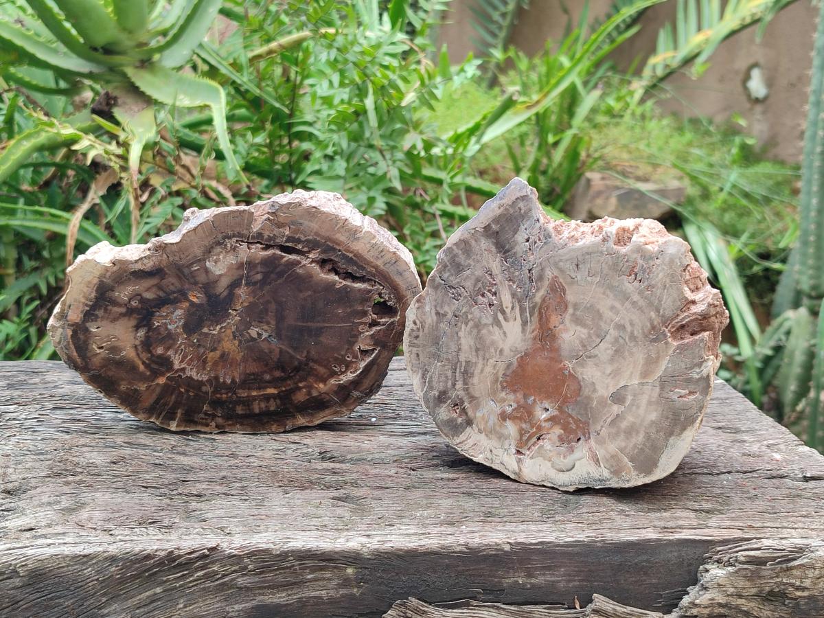 Polished Dadoxylon Petrified Wood Slices x 2 From Gokwe, Zimbabwe - Toprock Gemstones and Minerals 