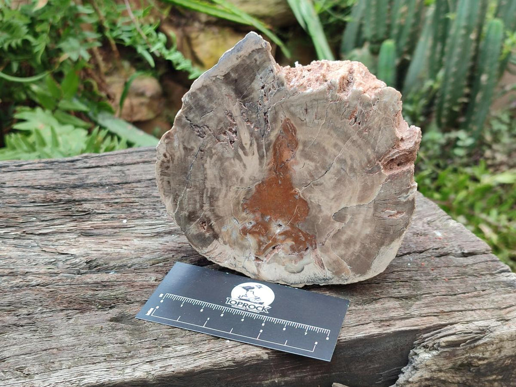 Polished Dadoxylon Petrified Wood Slices x 2 From Gokwe, Zimbabwe - Toprock Gemstones and Minerals 