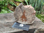 Polished Dadoxylon Petrified Wood Slices x 2 From Gokwe, Zimbabwe - Toprock Gemstones and Minerals 