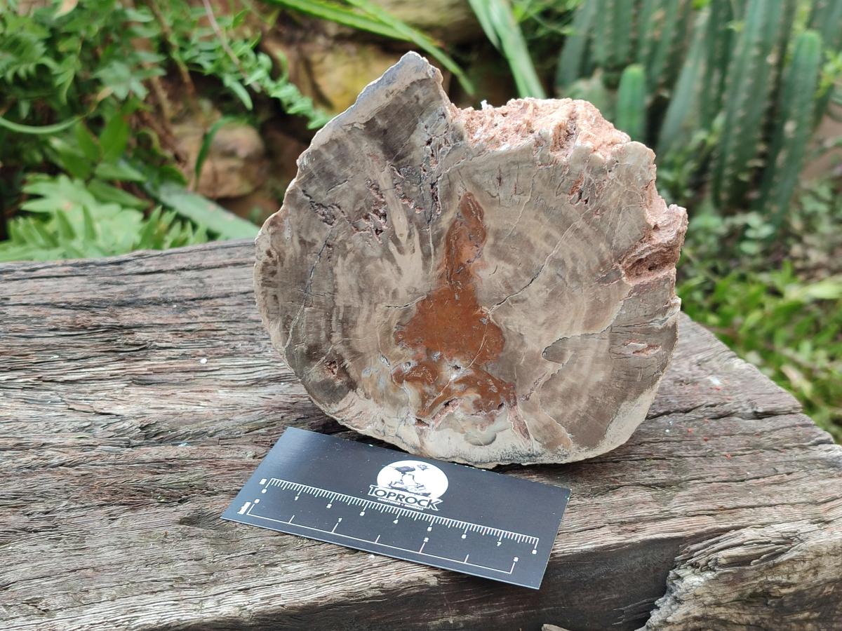 Polished Dadoxylon Petrified Wood Slices x 2 From Gokwe, Zimbabwe - Toprock Gemstones and Minerals 