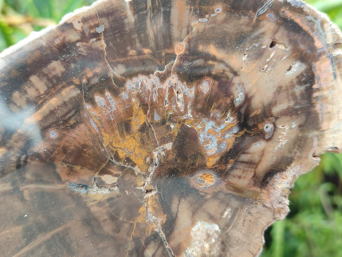 Polished Dadoxylon Petrified Wood Slices x 2 From Gokwe, Zimbabwe - Toprock Gemstones and Minerals 