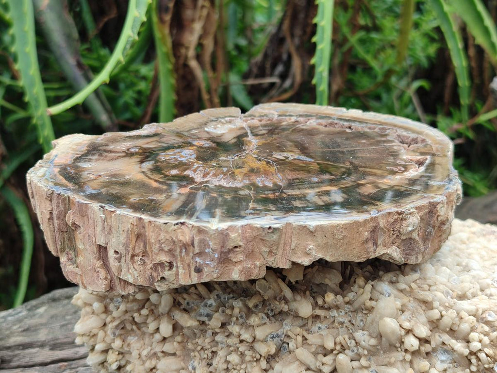 Polished Dadoxylon Petrified Wood Slices x 2 From Gokwe, Zimbabwe - Toprock Gemstones and Minerals 