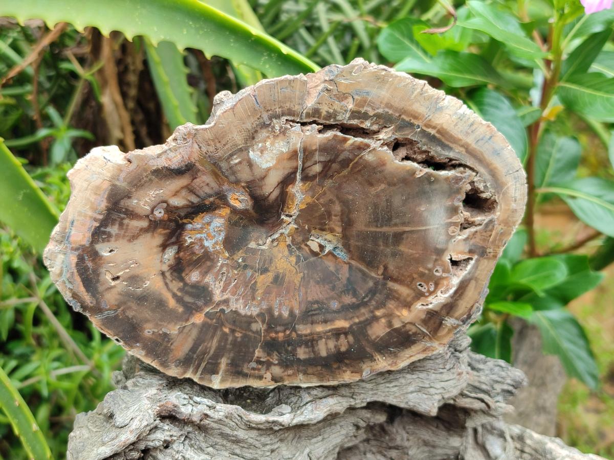 Polished Dadoxylon Petrified Wood Slices x 2 From Gokwe, Zimbabwe - Toprock Gemstones and Minerals 