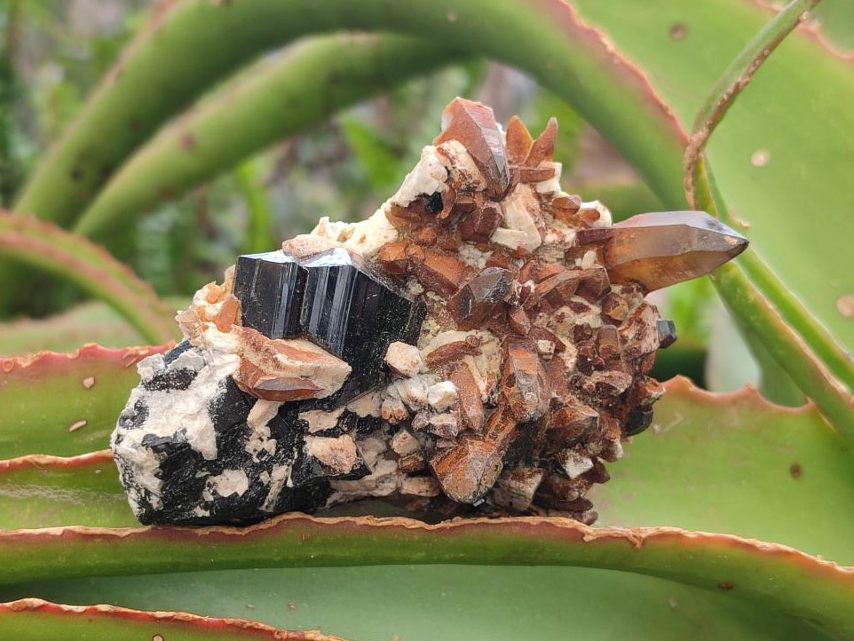 Natural Schorl Black Tourmaline Specimens with Inclusions x 12 From Erongo, Namibia - Toprock Gemstones and Minerals 