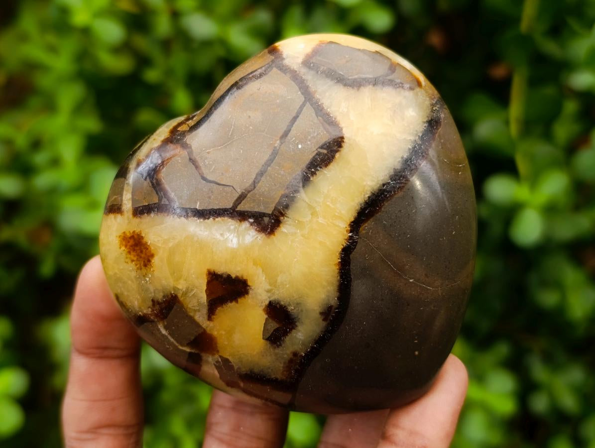 Polished Septerye Hearts x 6 From Mahajanga, Madagascar - Toprock Gemstones and Minerals 