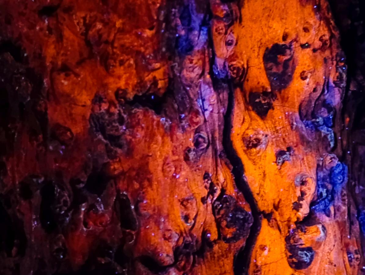 Polished XXL On One Side Dadoxylon Petrified Wood Tree Branch x 1 From Gokwe, Zimbabwe - Toprock Gemstones and Minerals 