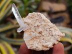 Natural Brandberg Window Quartz Crystals x 24 From Brandberg, Namibia - Toprock Gemstones and Minerals 