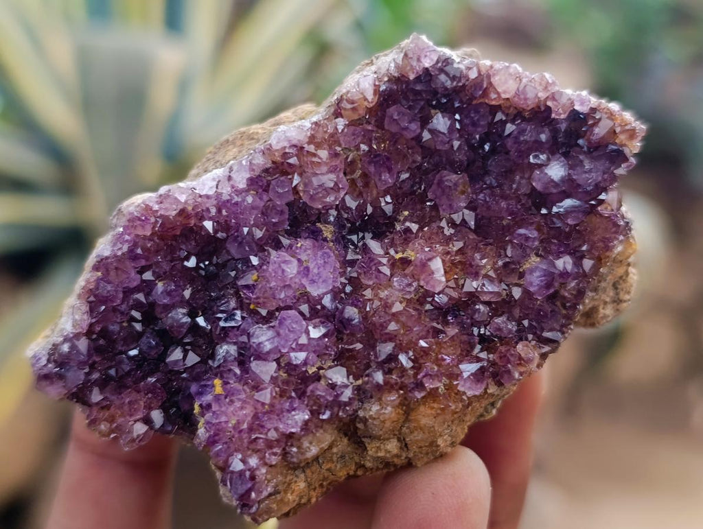 Natural Dark Purple Amethyst Quartz Crystal Plates x 35 From Boekenhouthoek, South Africa - Toprock Gemstones and Minerals 