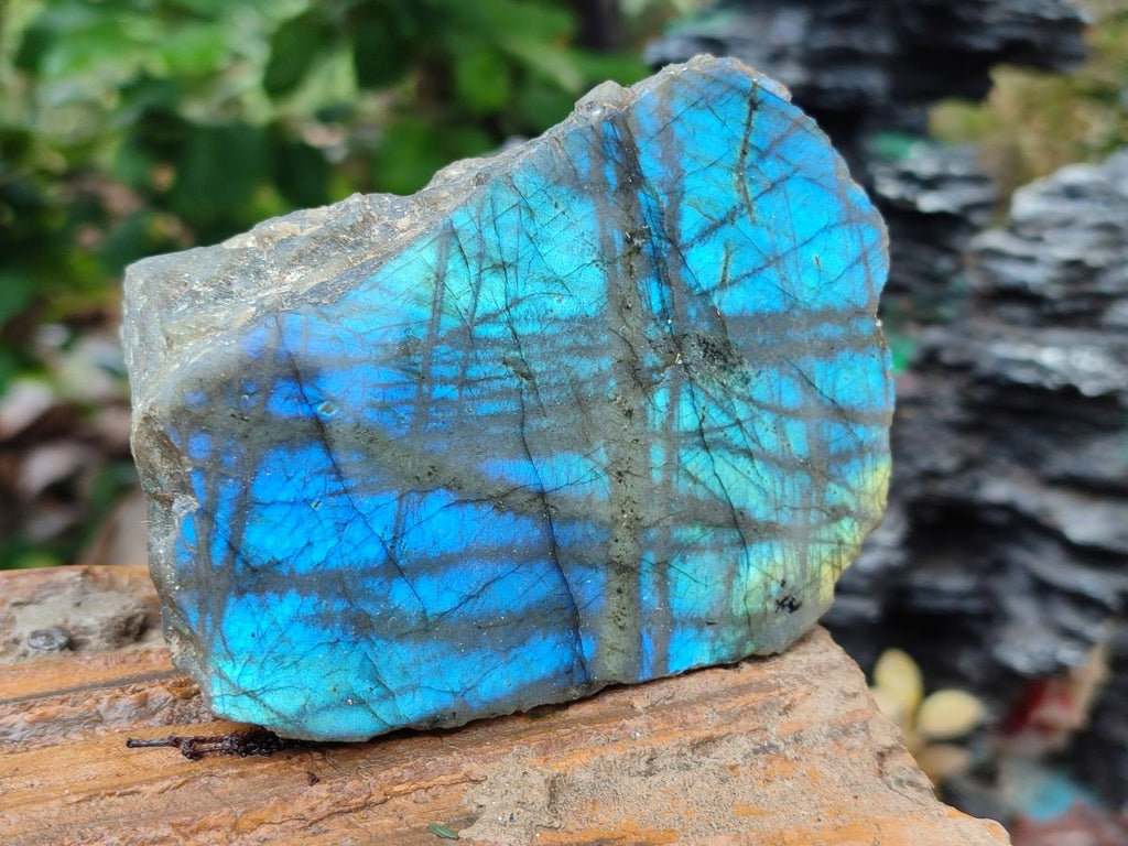 Polished One Side Labradorite Specimens x 12 From Madagascar - Toprock Gemstones and Minerals 