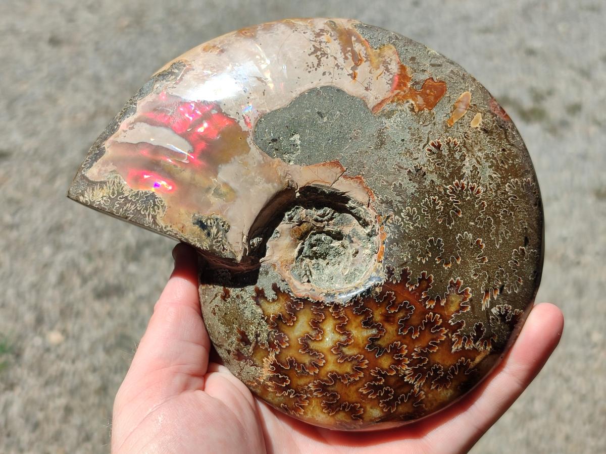 Polished Cleoniceras Red Ammolite Opalized Ammonite Fossils x 2 From Tulear, Madagascar - Toprock Gemstones and Minerals 