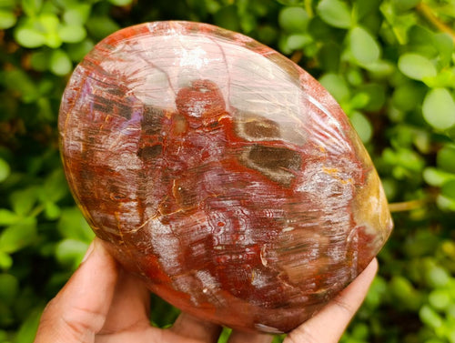 Polished Red Podocarpus Petrified Wood Standing Free Forms x 3 From Mahajanga, Madagascar
