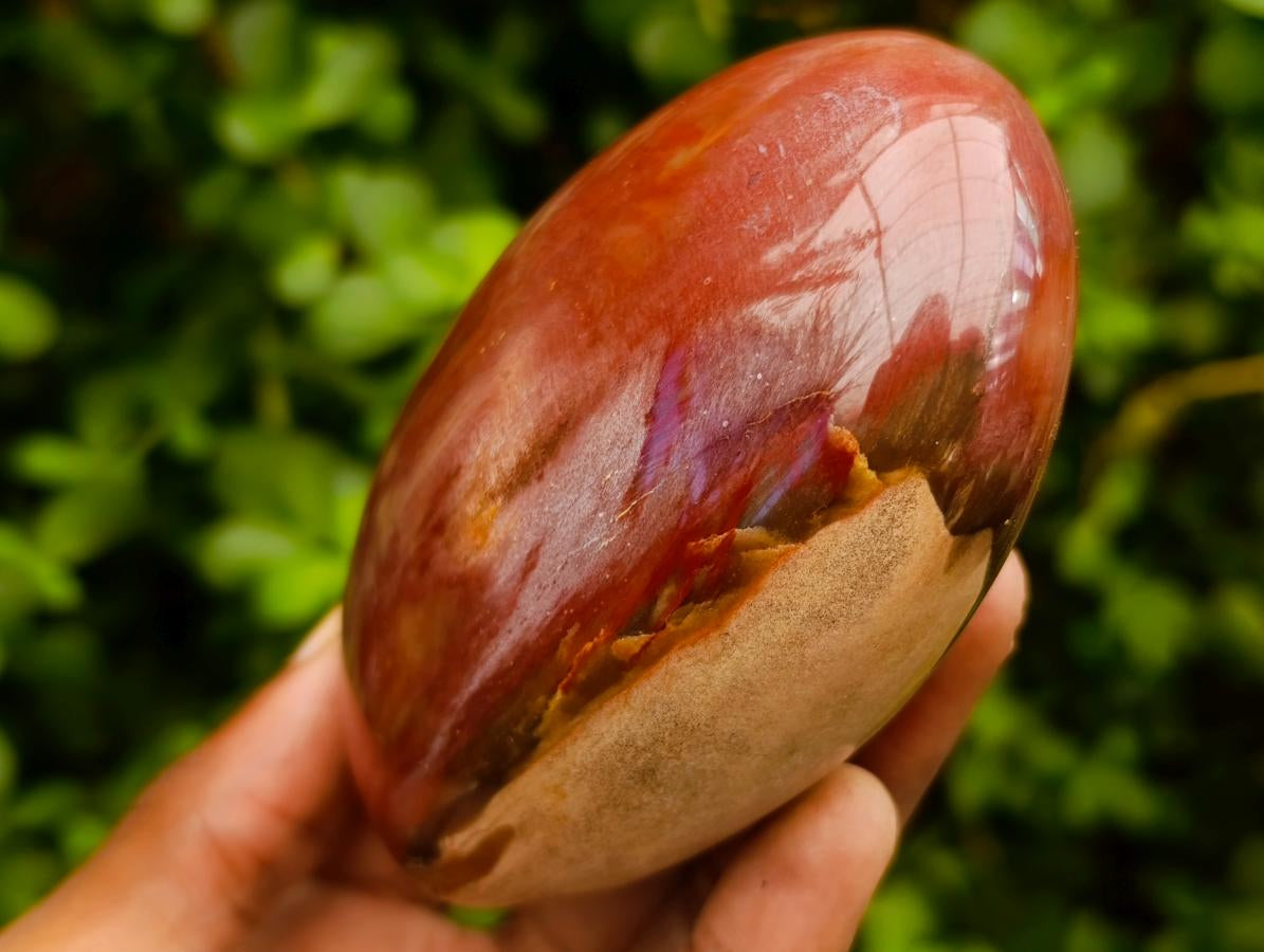 Polished Red Podocarpus Petrified Wood Standing Free Forms x 3 From Mahajanga, Madagascar - Toprock Gemstones and Minerals 