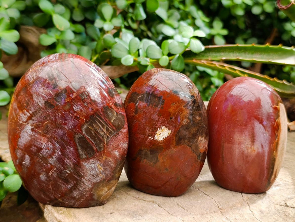 Polished Red Podocarpus Petrified Wood Standing Free Forms x 3 From Mahajanga, Madagascar - Toprock Gemstones and Minerals 