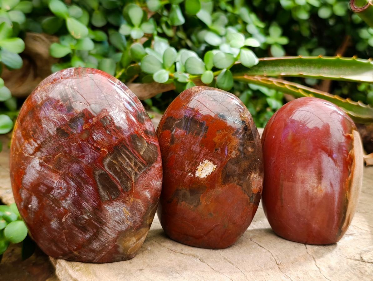 Polished Red Podocarpus Petrified Wood Standing Free Forms x 3 From Mahajanga, Madagascar - Toprock Gemstones and Minerals 