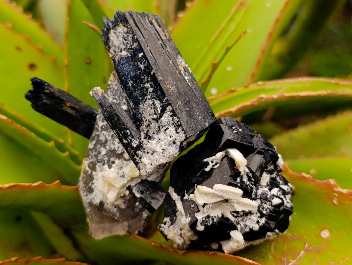Natural Schorl Black Tourmaline Specimens x 12 From Erongo, Namibia