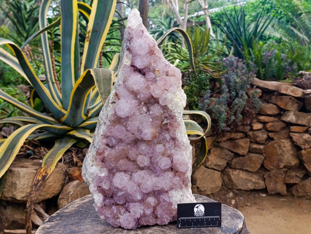 Natural XL Sunburst Amethyst Spirit Cluster x 1 From Boekenhouthoek, South Africa - Toprock Gemstones and Minerals 