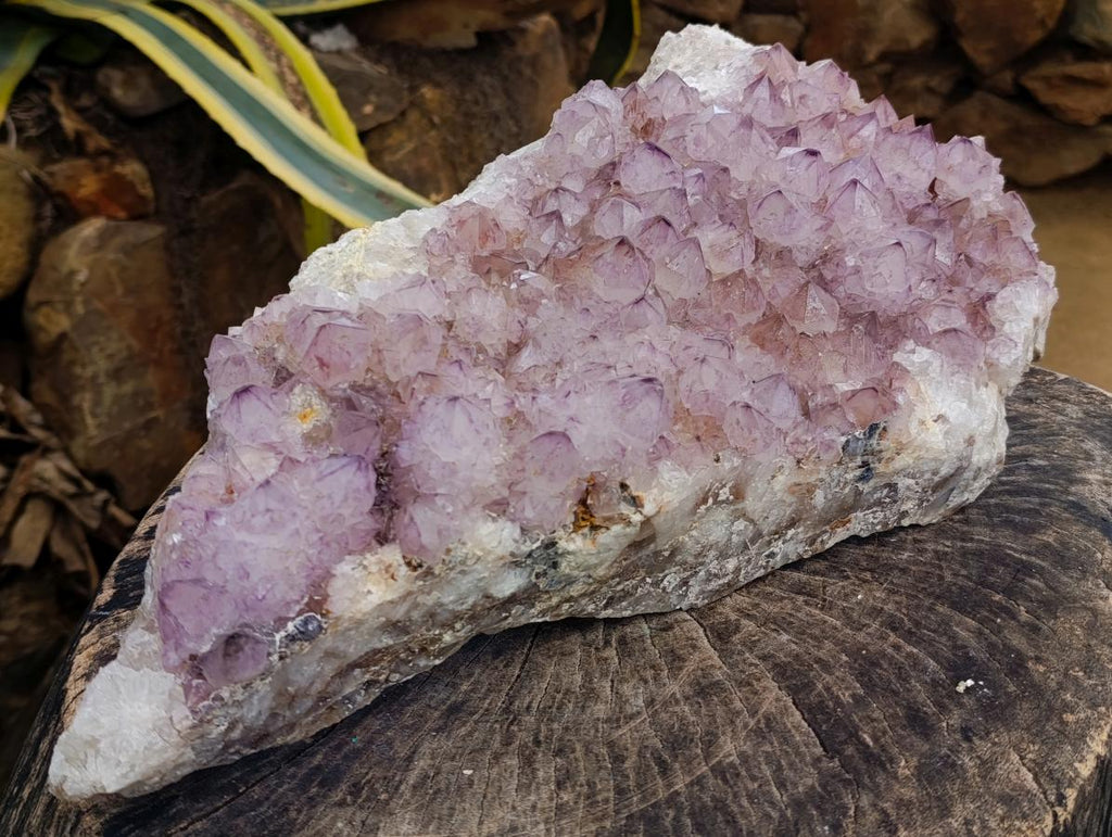 Natural XL Sunburst Amethyst Spirit Cluster x 1 From Boekenhouthoek, South Africa - Toprock Gemstones and Minerals 