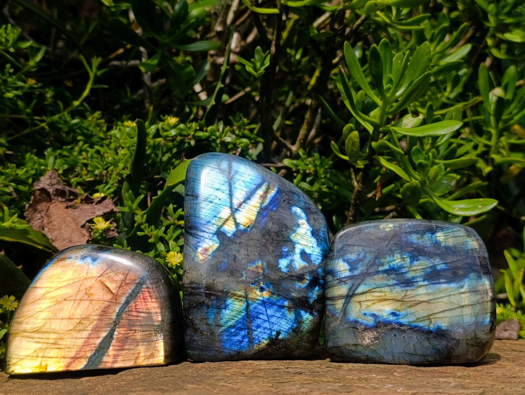 Polished Labradorite Standing Free Forms x 3 From Madagascar