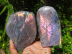 Polished Rare Purple Sunset Flash Labradorite Standing Free Form x 2 From Madagascar - Toprock Gemstones and Minerals 