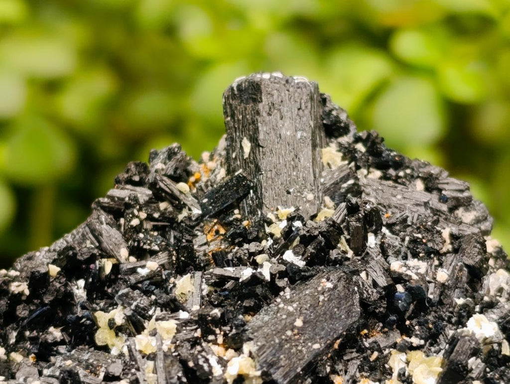 Natural Cabinet Schorl Black Tourmaline with Muscovite Crystals x 2 From Erongo, Namibia