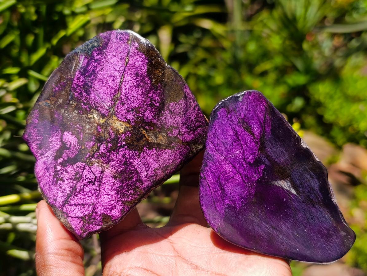 Polished One Side Metallic Purpurite Specimens x 12 From Erongo Namibia