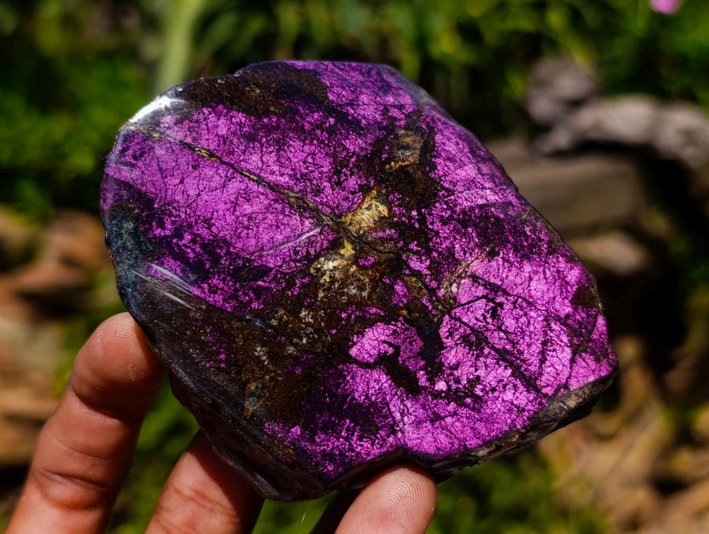 Polished One Side Metallic Purpurite Specimens x 12 From Erongo Namibia