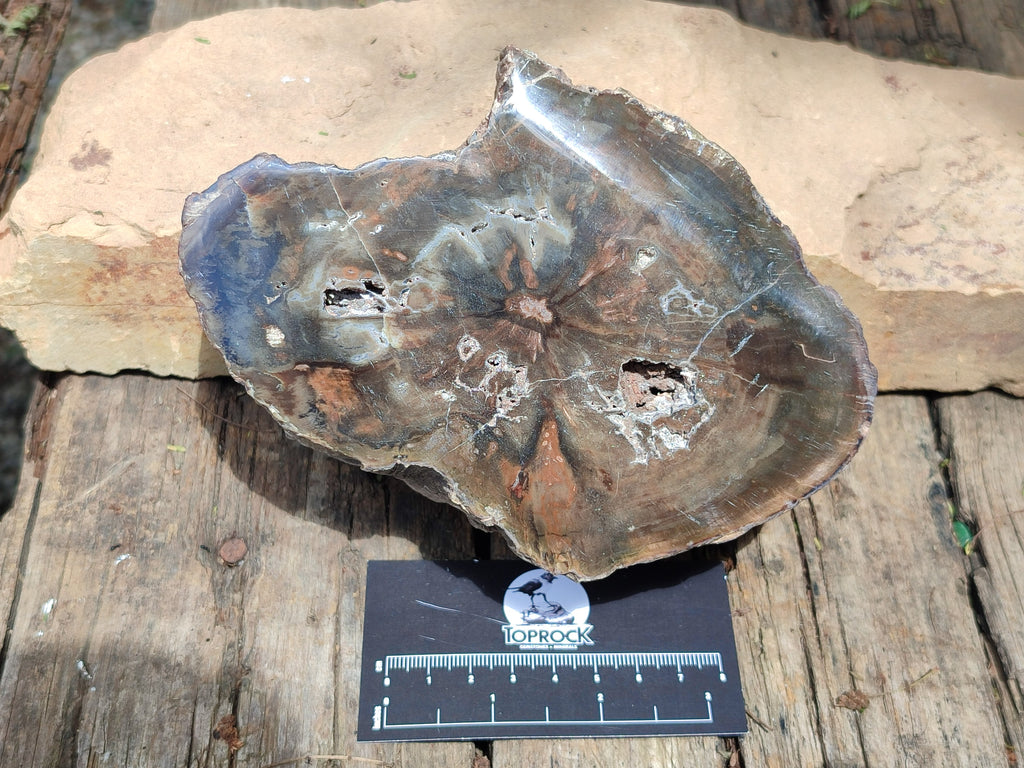 Polished Thick Dadoxylon Petrified Wood Slices x 2 From Gokwe, Zimbabwe - Toprock Gemstones and Minerals 