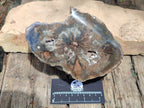 Polished Thick Dadoxylon Petrified Wood Slices x 2 From Gokwe, Zimbabwe - Toprock Gemstones and Minerals 