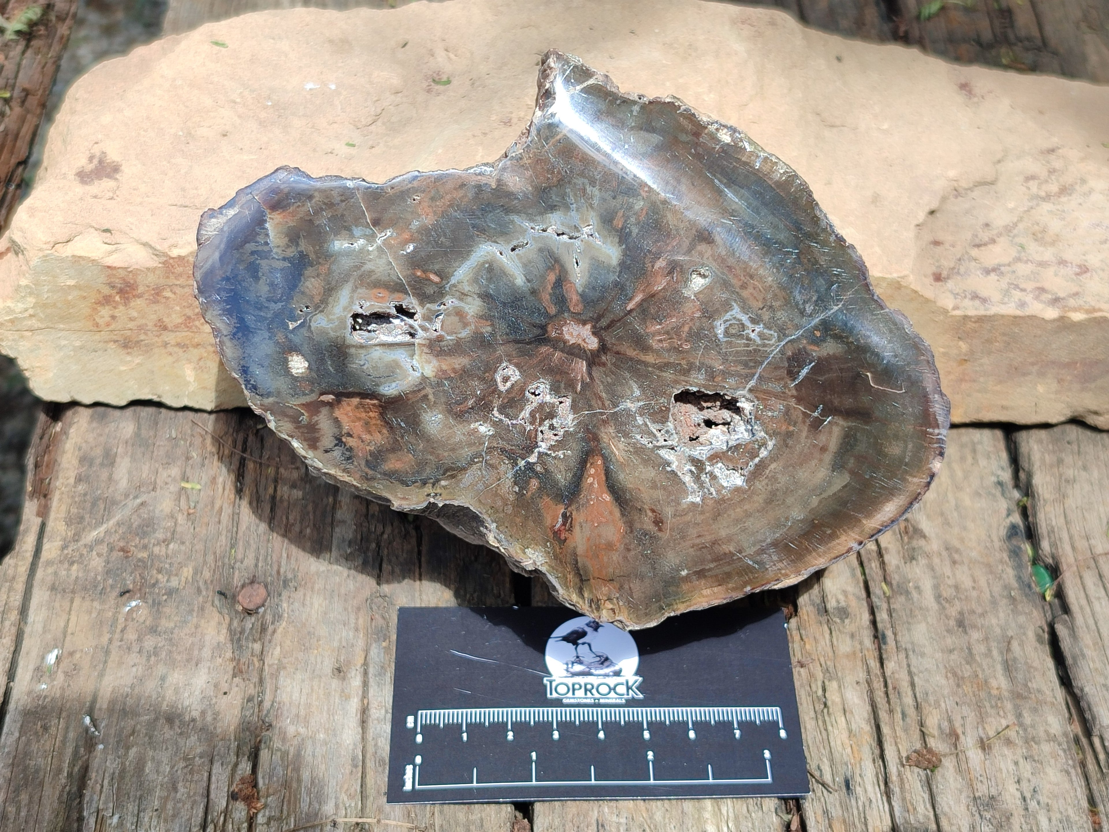 Polished Thick Dadoxylon Petrified Wood Slices x 2 From Gokwe, Zimbabwe - Toprock Gemstones and Minerals 
