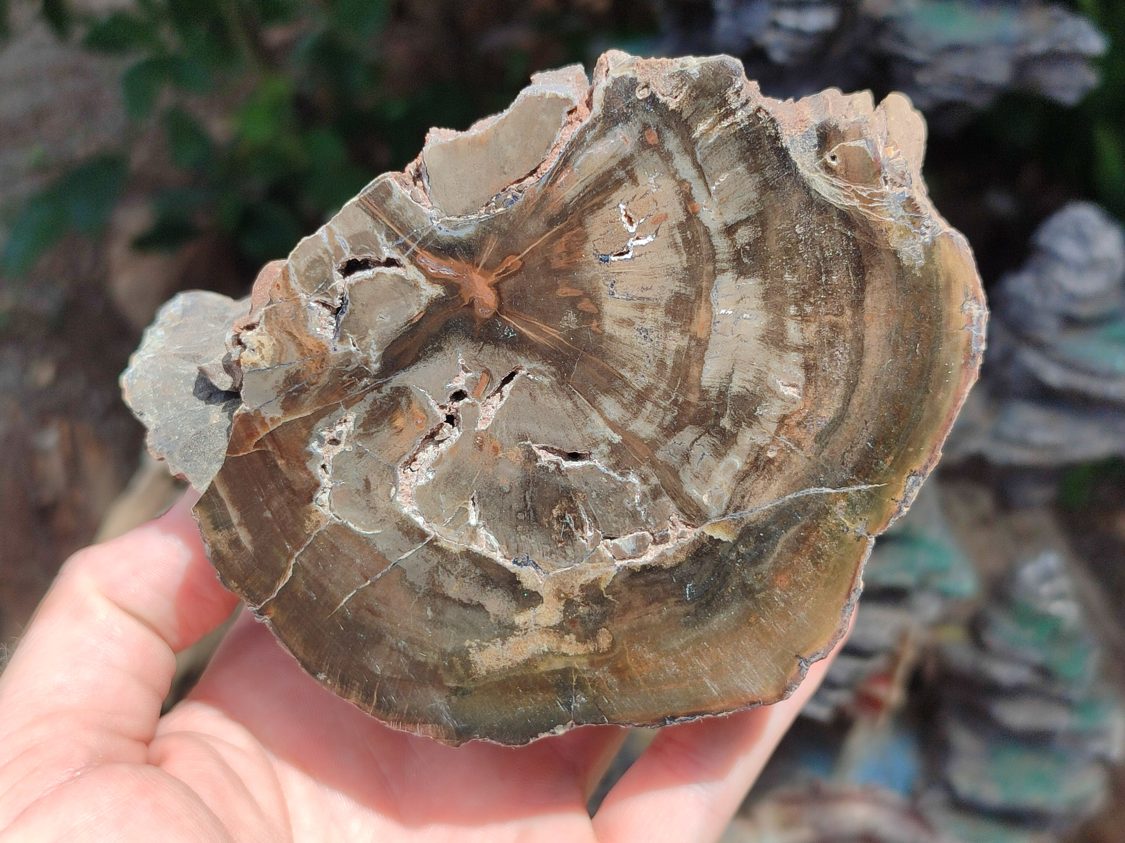 Polished Thick Dadoxylon Petrified Wood Slices x 2 From Gokwe, Zimbabwe - Toprock Gemstones and Minerals 