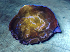 Polished Thick Dadoxylon Petrified Wood Slices x 2 From Gokwe, Zimbabwe - Toprock Gemstones and Minerals 