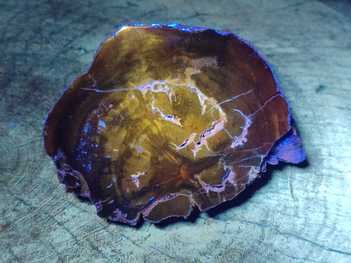 Polished Thick Dadoxylon Petrified Wood Slices x 2 From Gokwe, Zimbabwe