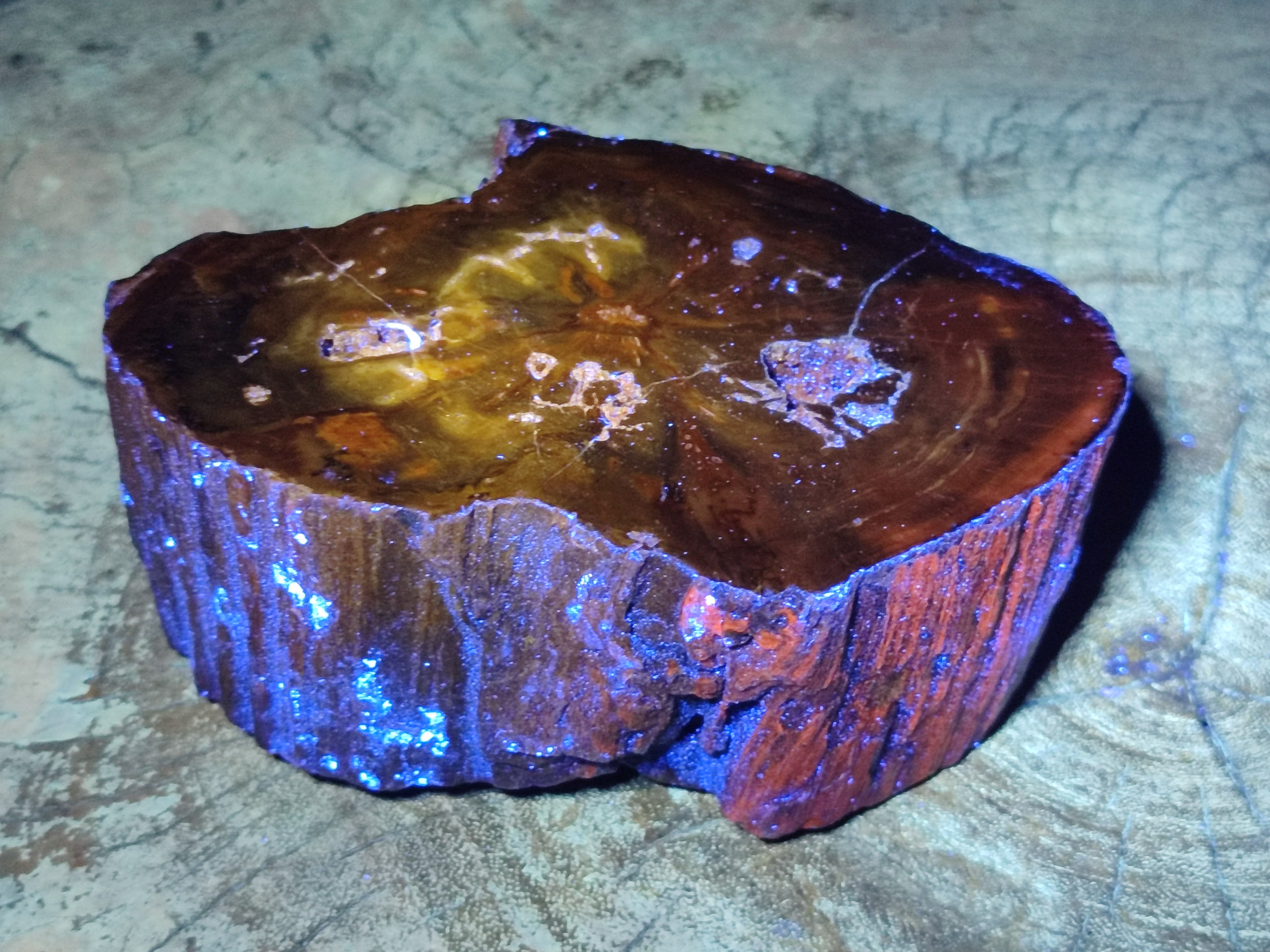 Polished Thick Dadoxylon Petrified Wood Slices x 2 From Gokwe, Zimbabwe