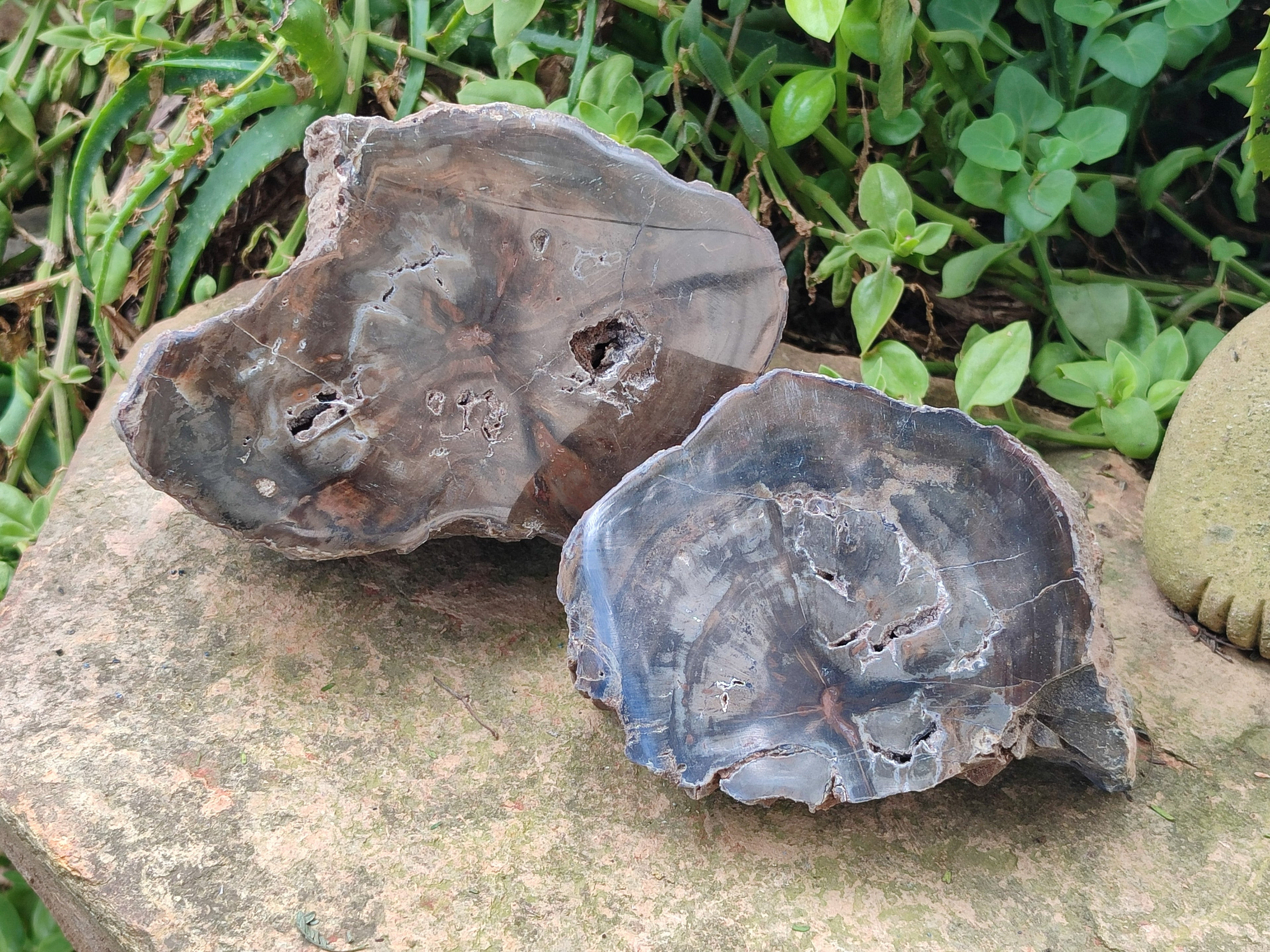 Polished Thick Dadoxylon Petrified Wood Slices x 2 From Gokwe, Zimbabwe - Toprock Gemstones and Minerals 