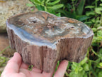 Polished Thick Dadoxylon Petrified Wood Slices x 2 From Gokwe, Zimbabwe - Toprock Gemstones and Minerals 