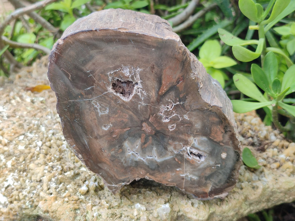 Polished Thick Dadoxylon Petrified Wood Slices x 2 From Gokwe, Zimbabwe - Toprock Gemstones and Minerals 